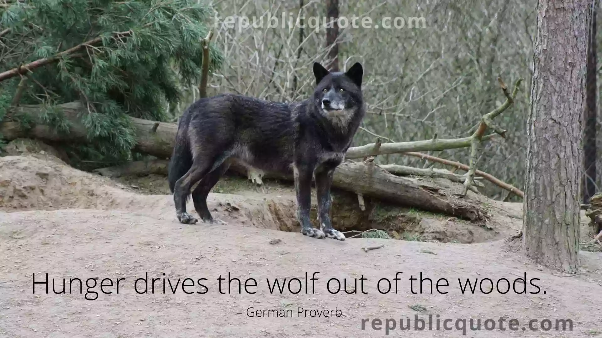 Lone Wolf Quotes