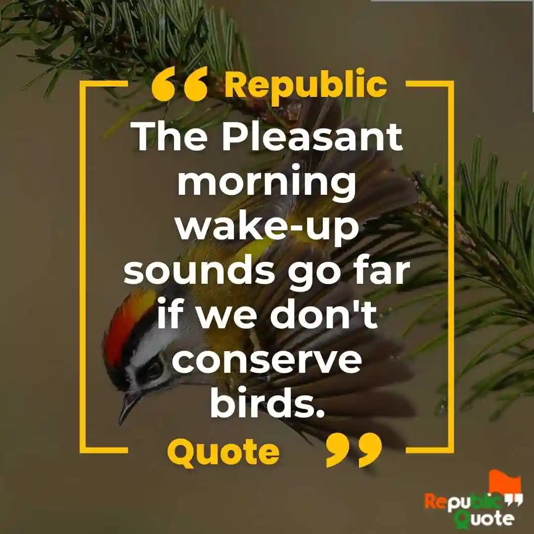 Save Birds Quotes