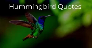Read more about the article Top 25+ Hummingbird Quotes and Sayings with Images