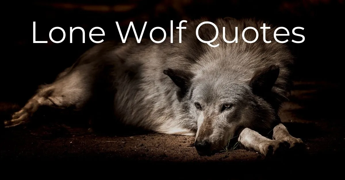 You are currently viewing Top 20 Lone Wolf Quotes to Inspire You with Images