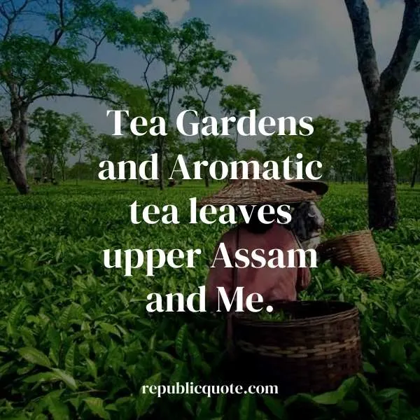 Assam Tea Garden Quotes