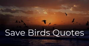 Read more about the article 50+ Best Save Birds Quotes and Slogans | Sayings to Save Birds