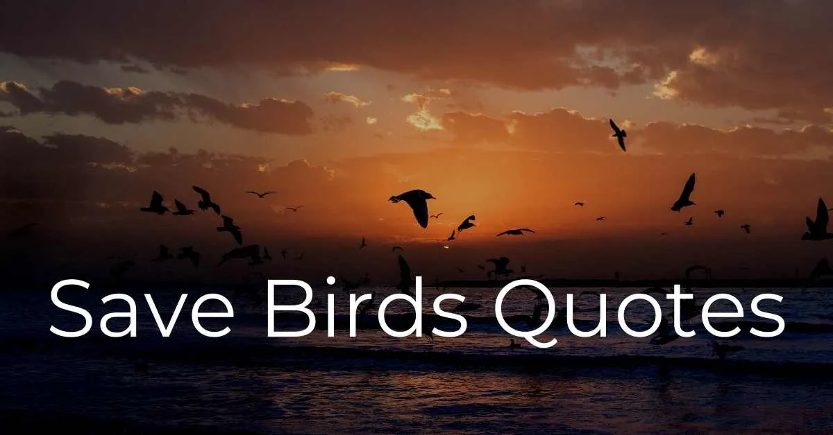 You are currently viewing 50+ Best Save Birds Quotes and Slogans | Sayings to Save Birds